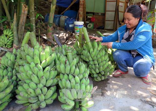 Tin chuối Cà Mau không có đầu ra thiếu chính xác ảnh 1